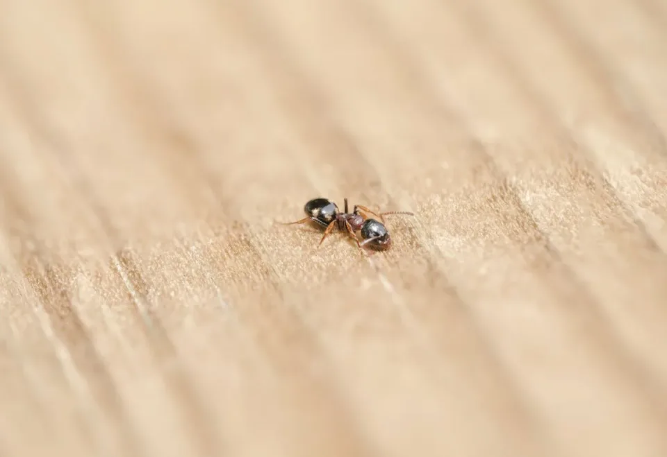 Ant — Pest Control