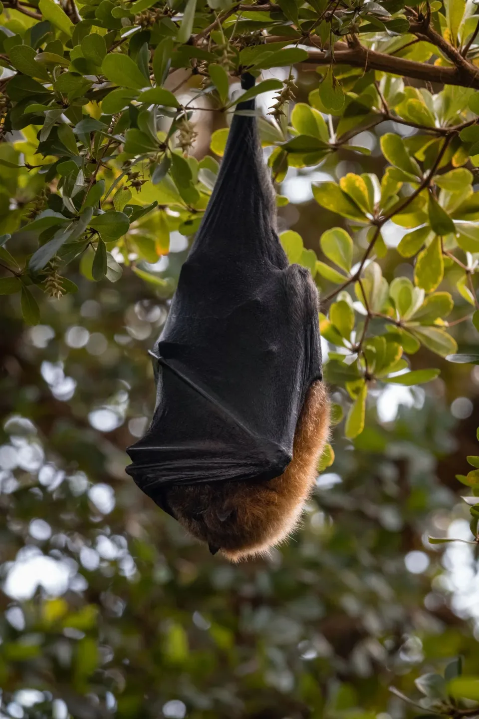 Flying Fox — Pest Control